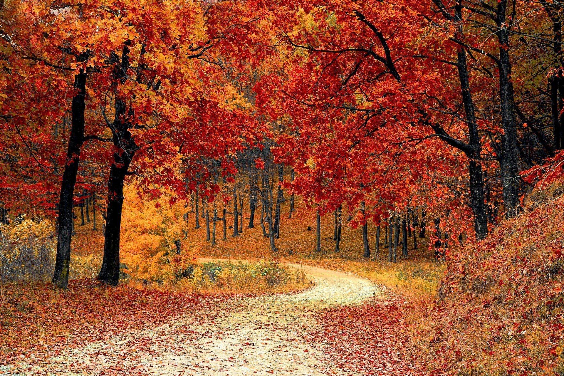 4 Tips for Planning a Road Trip in Autumn