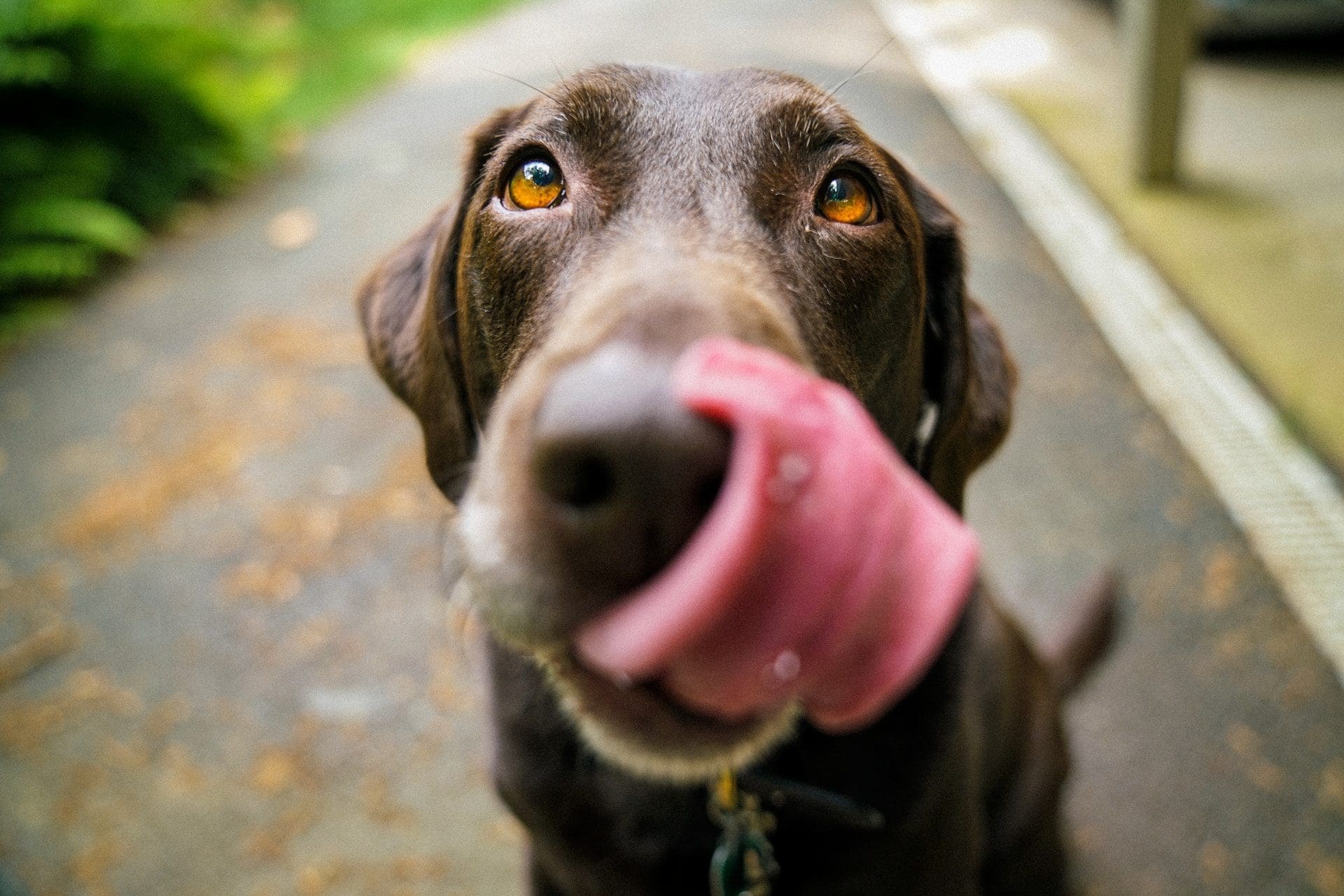 Natural Dog Feeding: High-Quality Raw Choices to Consider