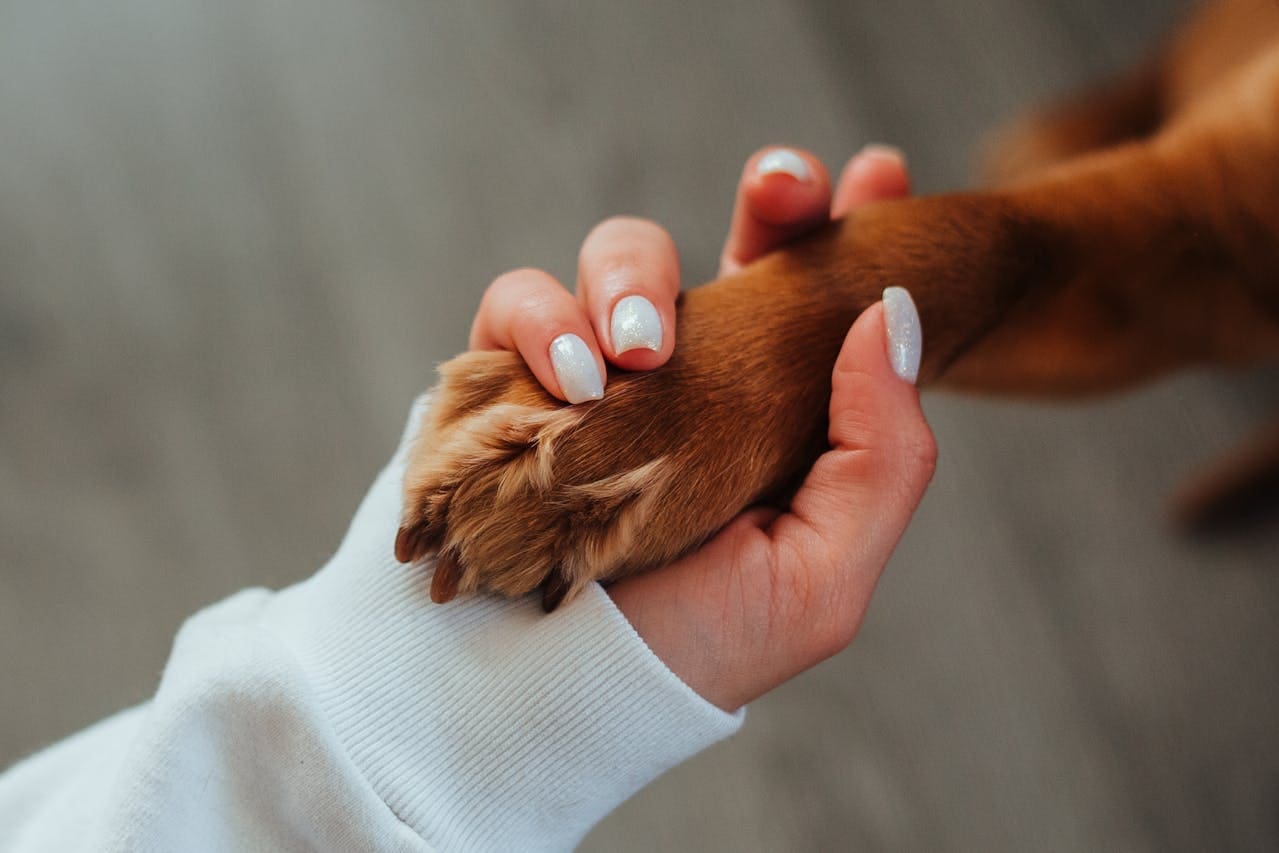 More Than a Pet: How Animal Companionship Changes Our Brain and Heart